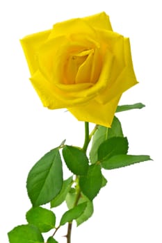 Beautiful yellow rose on a white background