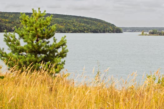 One pine tree on the bank of a water reservoir