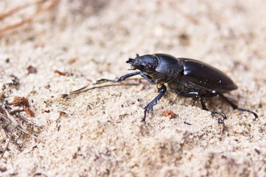 female of large beetle on the sand