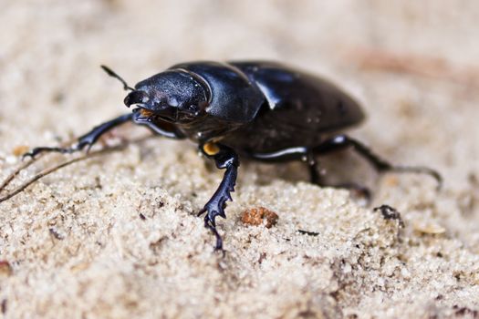 female of large beetle on the sand