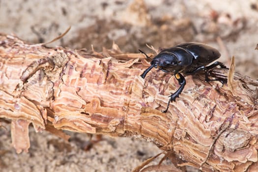 female of beetle at the root of pine on a background of sand