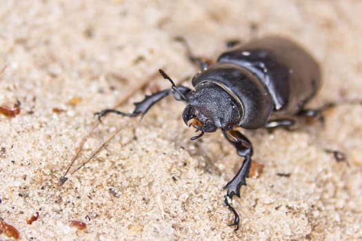 female of large beetle on the sand