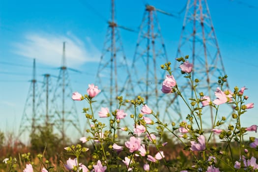 pink flowers on a power line, the sky and clouds