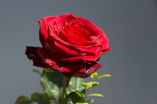 Red rose with a dark background