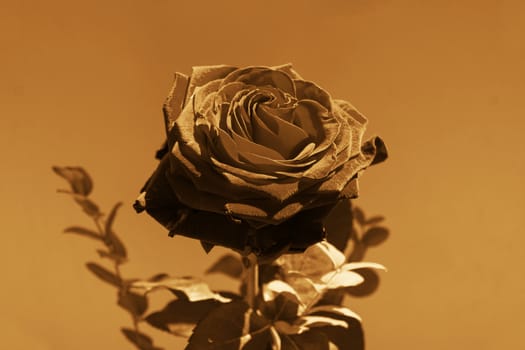 Black rose with a dark background