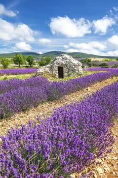 Lavender field near Banon, France