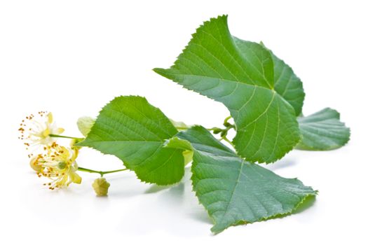 flowers and green leaves of a linden