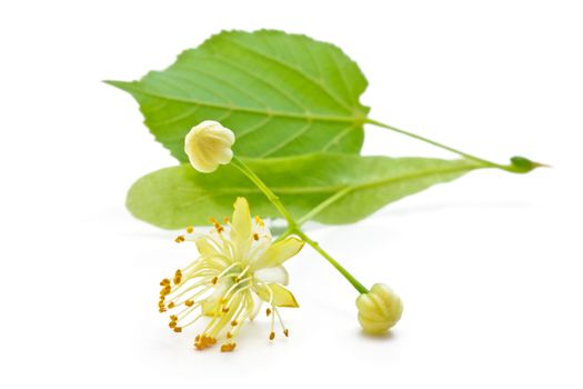 flowers and green leaves of a linden