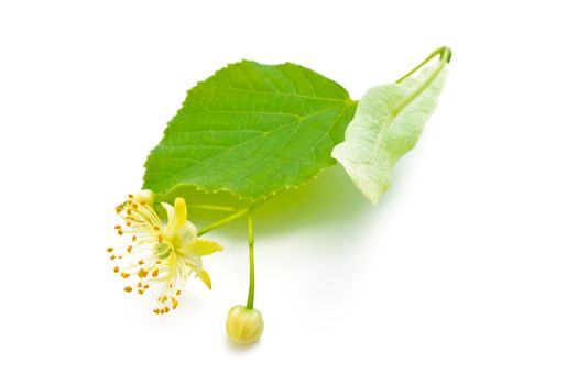 flowers and green leaves of a linden