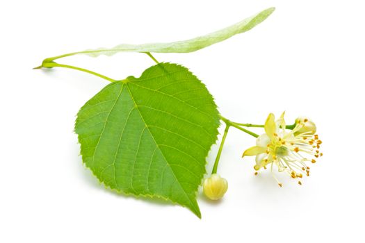 flowers and green leaves of a linden