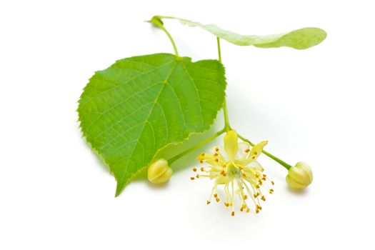 flowers and green leaves of a linden