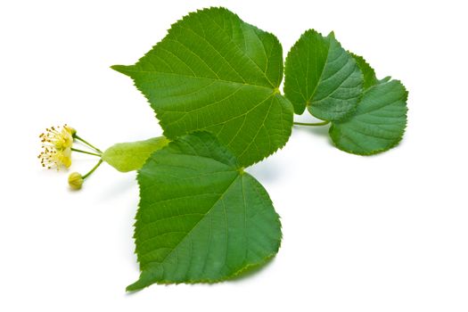 flowers and green leaves of a linden