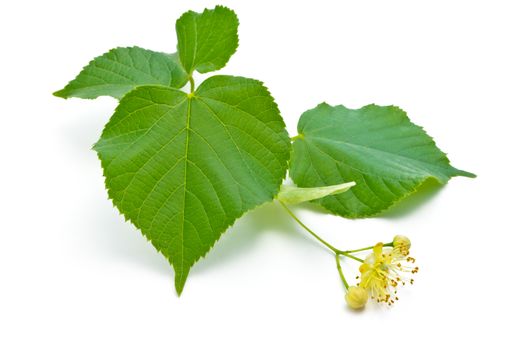 flowers and green leaves of a linden