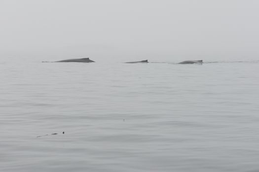 Humpback whales, Megaptera novaeangliae, in the ocean around Greenland as seen from above the water surface