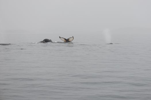 Humpback whales, Megaptera novaeangliae, in the ocean around Greenland as seen from above the water surface