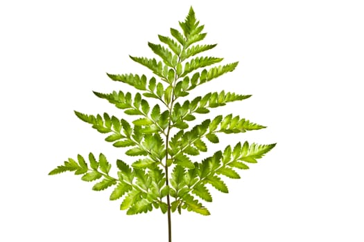 decorative sprig of fern isolated on white background