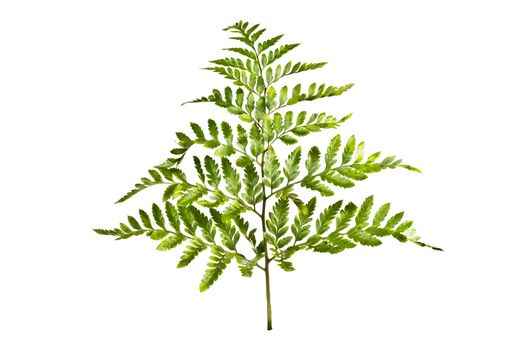 decorative sprig of fern isolated on white background