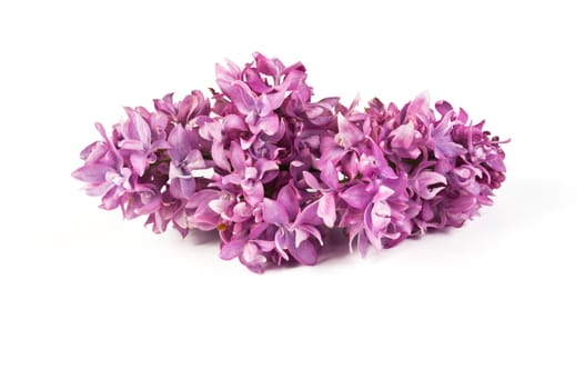 fragrant flowers of lilac inflorescence on white background