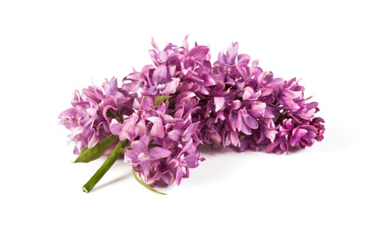 fragrant flowers of lilac inflorescence on white background