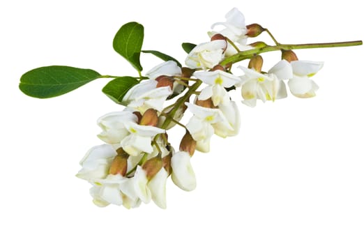 fragrant acacia flowers on a white background