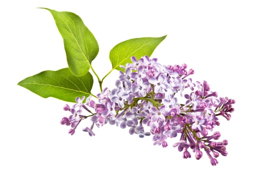 fragrant flowers of lilac inflorescence and green leaves on a white background