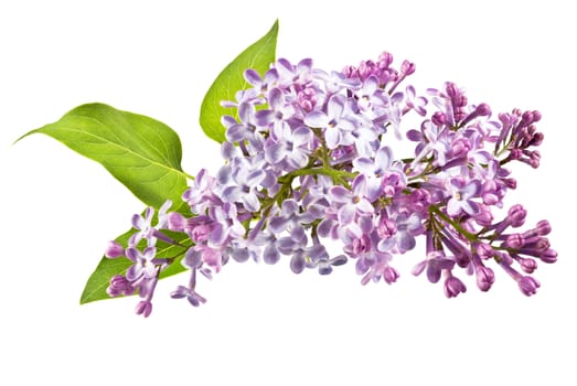 fragrant flowers of lilac inflorescence and green leaves on a white background