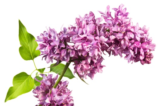 fragrant flowers of lilac inflorescence and green leaves on a white background