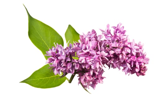 fragrant flowers of lilac inflorescence and green leaves on a white background