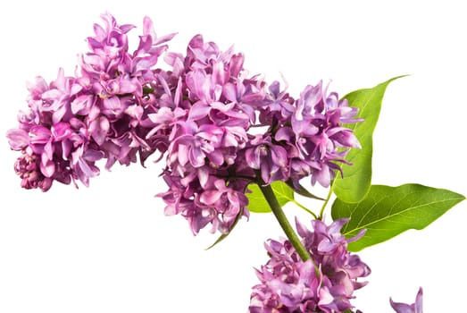fragrant flowers of lilac inflorescence and green leaves on a white background