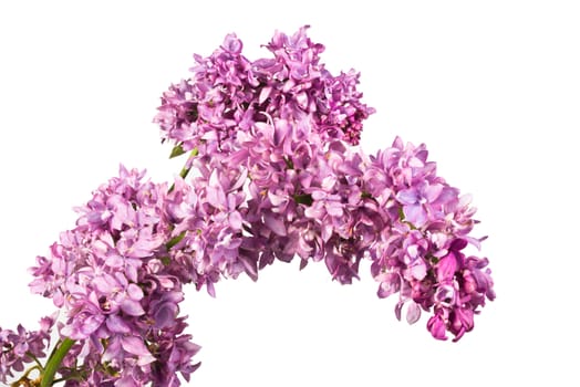 fragrant flowers of lilac inflorescence on white background