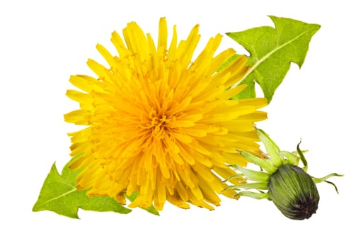 yellow dandelion with green leaves on a white background