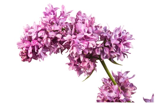 fragrant flowers of lilac inflorescence on white background