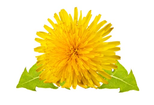 yellow dandelion with green leaves on a white background