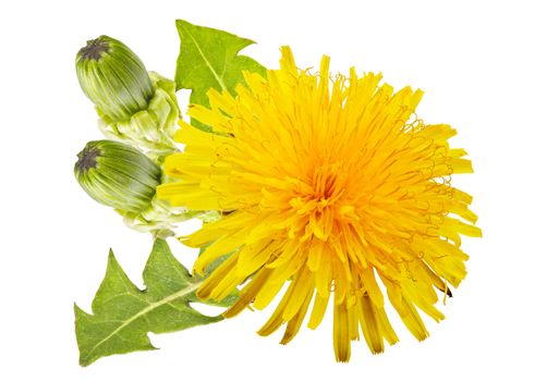 yellow dandelion with green leaves on a white background