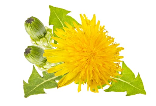 yellow dandelions with green leaves on a white background