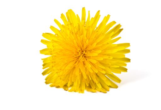 yellow dandelion isolated on a white background