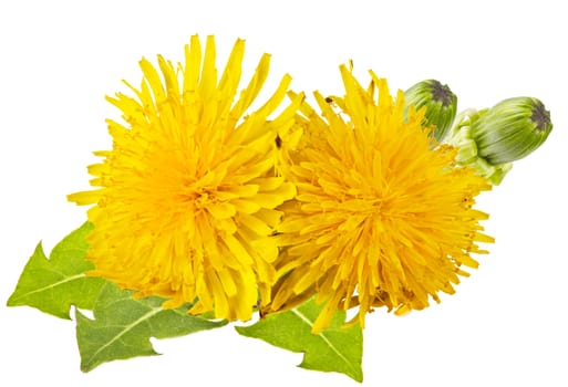 yellow dandelion with green leaves on a white background