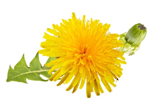 yellow dandelion with green leaves on a white background