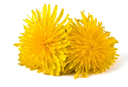 yellow dandelion isolated on a white background