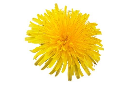 yellow dandelion isolated on a white background