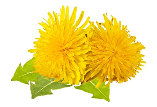 yellow dandelion with green leaves on a white background