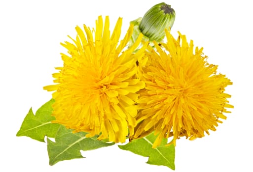 yellow dandelions with green leaves on a white background