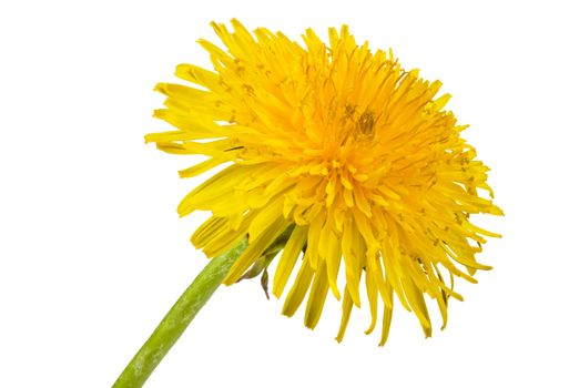 yellow dandelion isolated on a white background