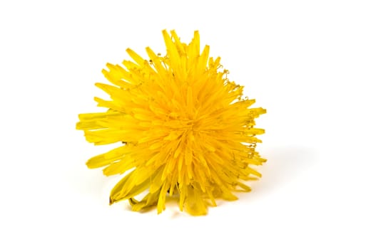 yellow dandelion isolated on a white background