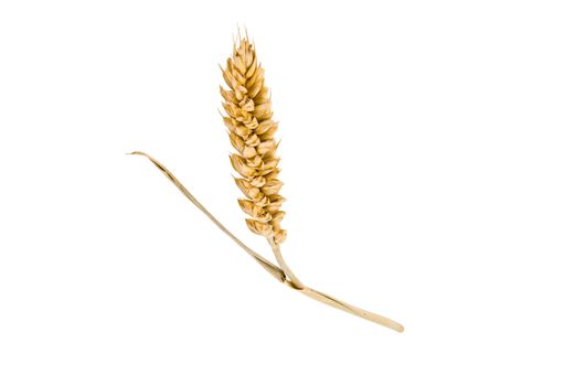 three mature ear of wheat on a white background