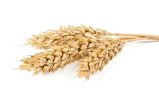 the mature ears of wheat on a white background