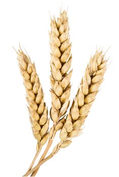 three mature ears of wheat on a white background