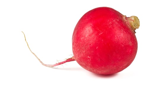 single garden radish closeup on white background