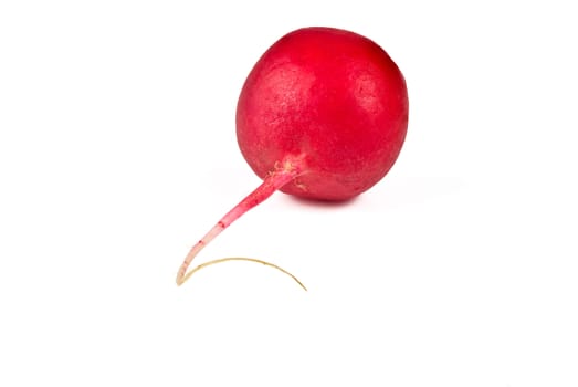 single garden radish closeup on white background