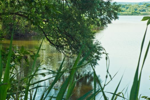 willow tree bent over the picturesque lake water